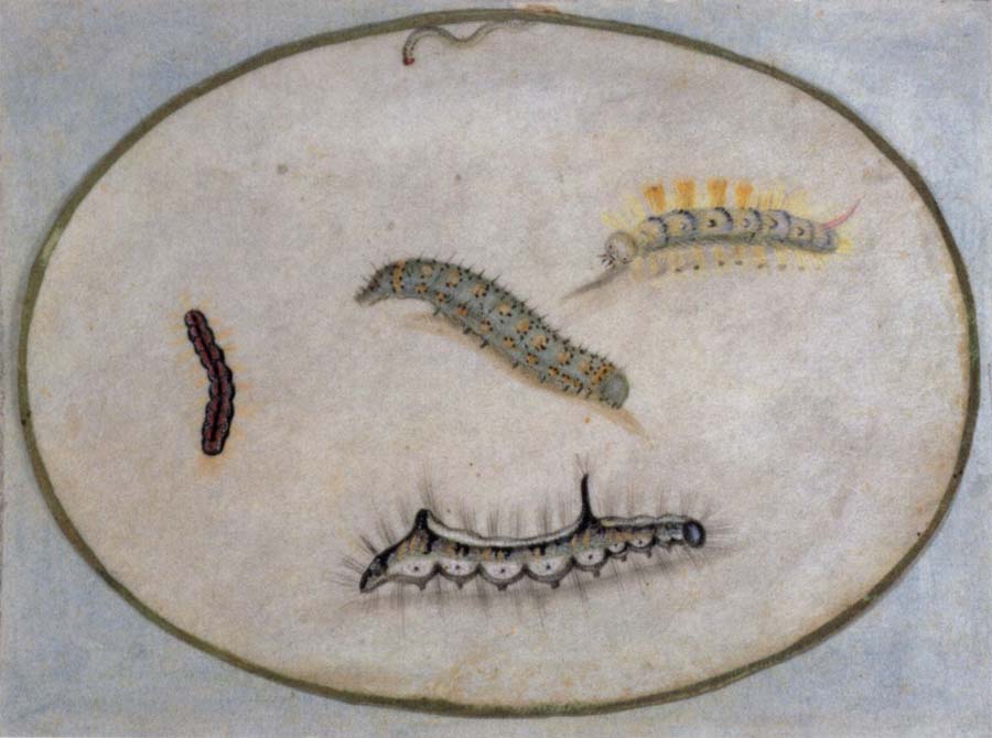 Maria Sibylla Merian Caterpillars
